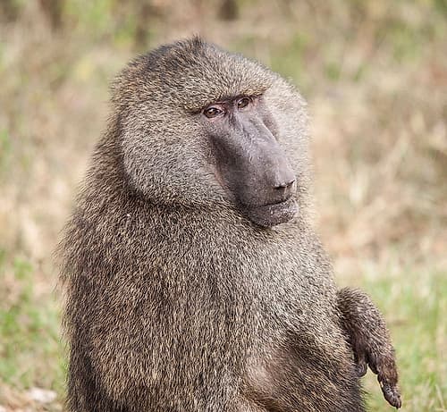 Africa-Tanzania A baboon face shows wisdom and personality on the African savannah Figurative Print